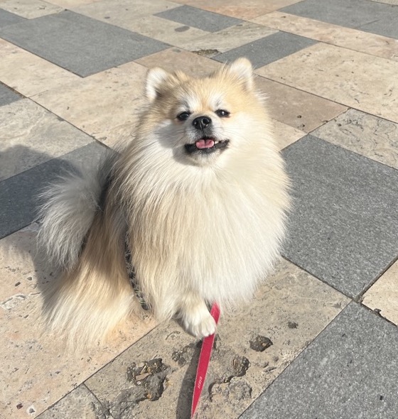Richie the Dog